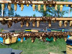 Пчеломатки среднерусской породы. Предзаказ 2020г