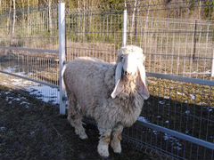 Лойская овца (Kajla Dumba)