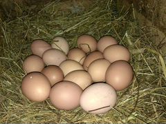 Яйцо домашних курочек, не ферма. Кормим зерном, ку