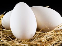 Инкубационное яйцо гуся, индо утки, кур несушек, м