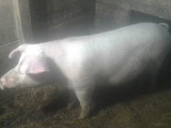 Продам Свиноматок Ландрас