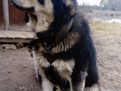 Собака метис тибетского мастиффа