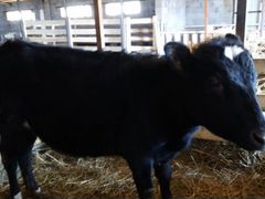 Корова 8 месяцев