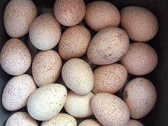 Индюшиные яйца инкубационные