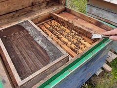 Продаются 20 ульев с пчёлами по 10 рамок