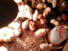 Цыплята домашних кур-несушек.утята хохлатых уток