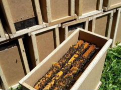 Продаются пчелопакеты среднерусской породы из Башк