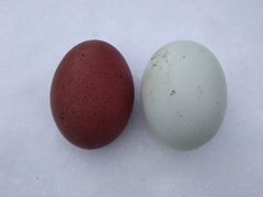 Яйца инкубационные Маран, Легбар