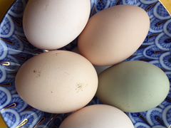 Инкубационное яйцо индоуток и кур