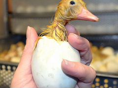 Яйца инкубационные утки