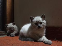 Сиамские котики