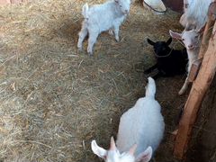Продам молочных коз и козлят