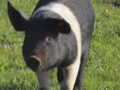 Продам домашних свиней живым весом