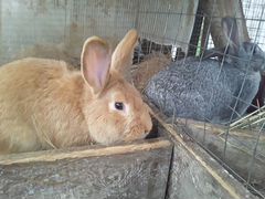 Кролики Бургундские,Шиншилла и др мясные породы