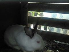 Кролик самка