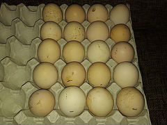 Инкубационные яйца голошеек