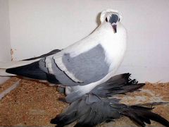 Саксонские ласточки голуби