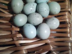 Инкубационное яйцо Перепел Селадон голубое яйцо