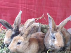 Кролики рексы