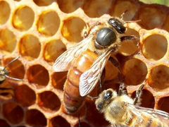 Пчеломатки плодные 2020. Бакфаст, Карника,Кардован