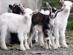 Продаются дойные козы,козлики и козочки 2,5 мес