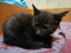 Чёрные котята 1,5 месяца