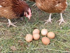 Инкубационное яйцо кур несушек