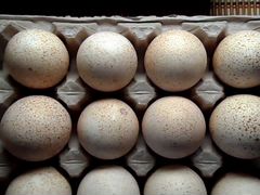 Инкубационное яйцо индюшки