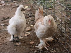 Продам месячных цыплят фаверолей