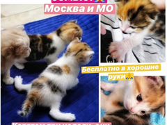 Котята в добрые руки Москва и мо