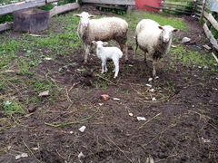 Продам Три овечки одна беременна 12.000 за троих