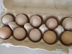 Яйца цесарок
