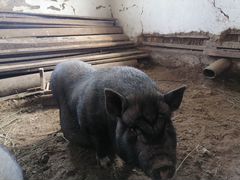 Вьетнамская вислобрюхая свинья