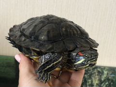 Красноухая черепаха Чапа
