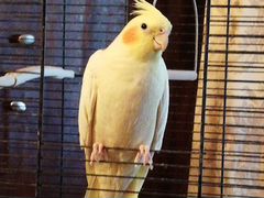 Попугай "Карелла" + Клетка для птицы