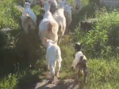 Доений козы