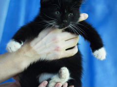 Атос, котенок маркиз, мальчик, 1,5-2 месяца