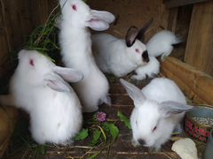 Продам крольчат
