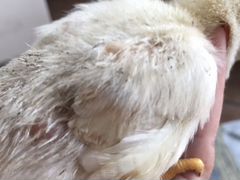 Виандот белое золото цыплята
