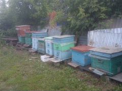 Продаю пчёл отводки и рои