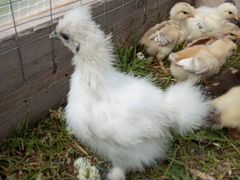 Инкубационное яйцо китайское бел шелковой курицы