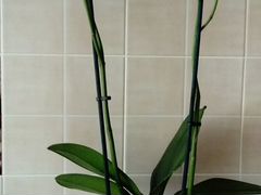 Орхидея фаленопсис. Лилии