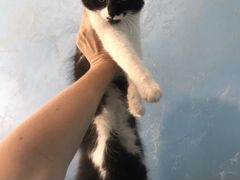 Котёнок девочка в хорошие руки