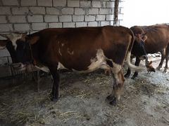 Корова дойная, и два телёнка