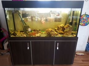 авито ростов на дону аквариумные. рыба в аквариум 170 литров. авито ростов на дону аквариумные. аквариум на авито 150-200 л ростов на дону. авито ростов на дону аквариумные.