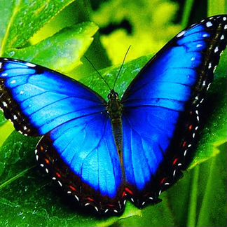 Живые Тропические Бабочки