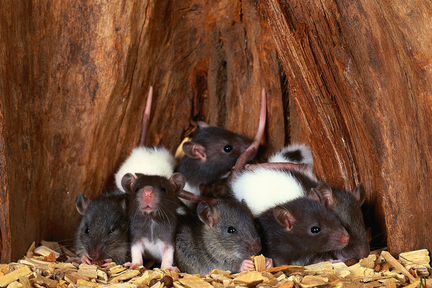 Крысы домашние.Ручные