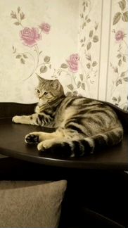 Шотландские котята мраморного окраса