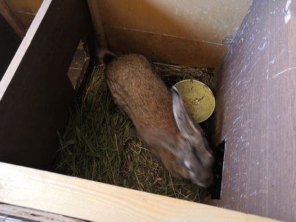 Два крола самка и самец