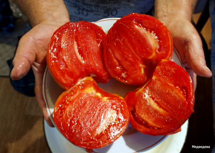 Рассада крупноплодных сортовых томатов